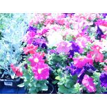 2 trays of petunias