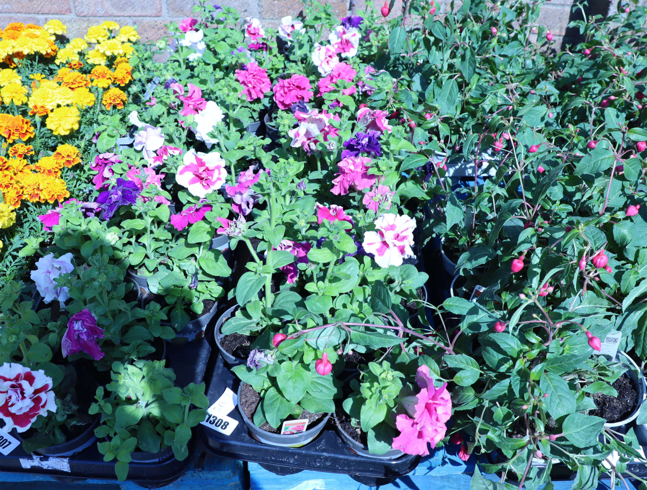 2 trays of petunias