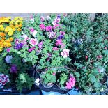 2 trays of petunias