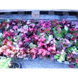 4 small trays of begonias