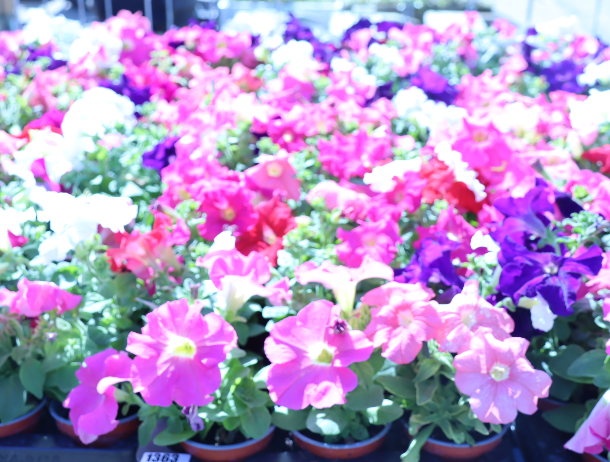 2 trays of petunias