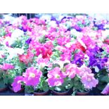 2 trays of petunias