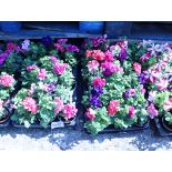 2 trays mixed Petunia