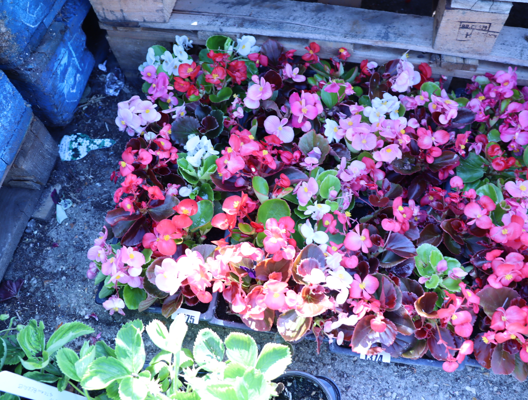 4 small trays of begonias