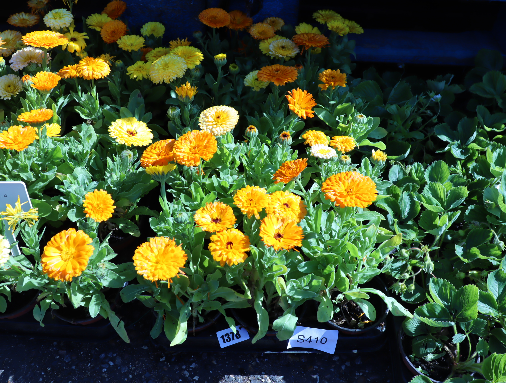 Tray of marigolds