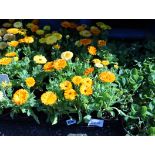 Tray of marigolds