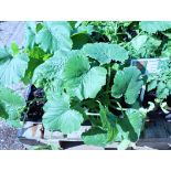 4x small trays of courgettes