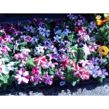 2x trays of striped Petunia