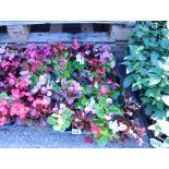4 small trays of begonias