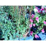 2 baskets of sweet pea plants