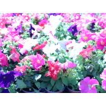 2 trays of petunias