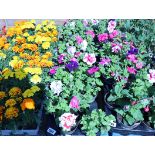 2 trays of petunias