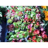 4 trays of begonias