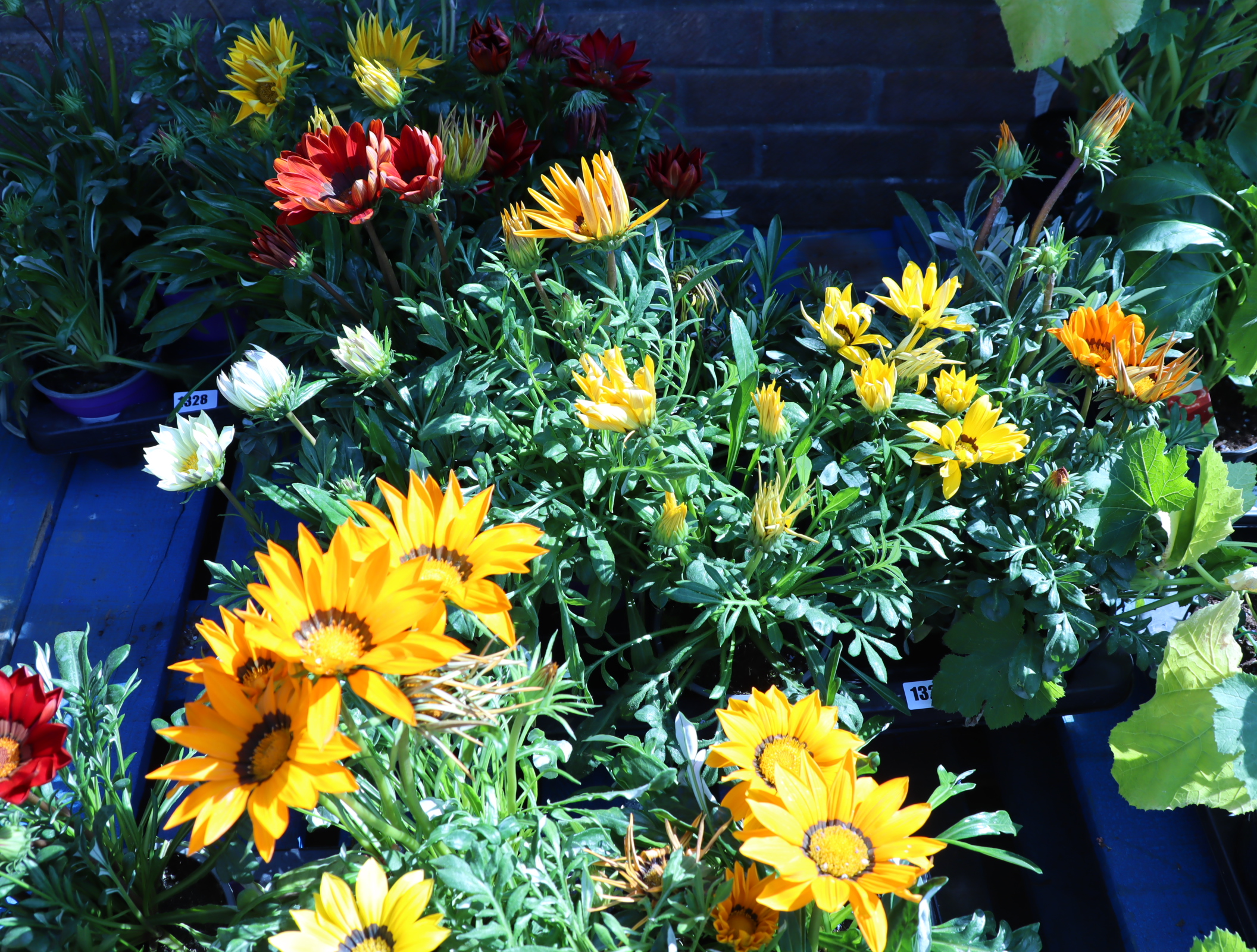 Large tray of large daisies