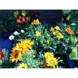 Large tray of large daisies