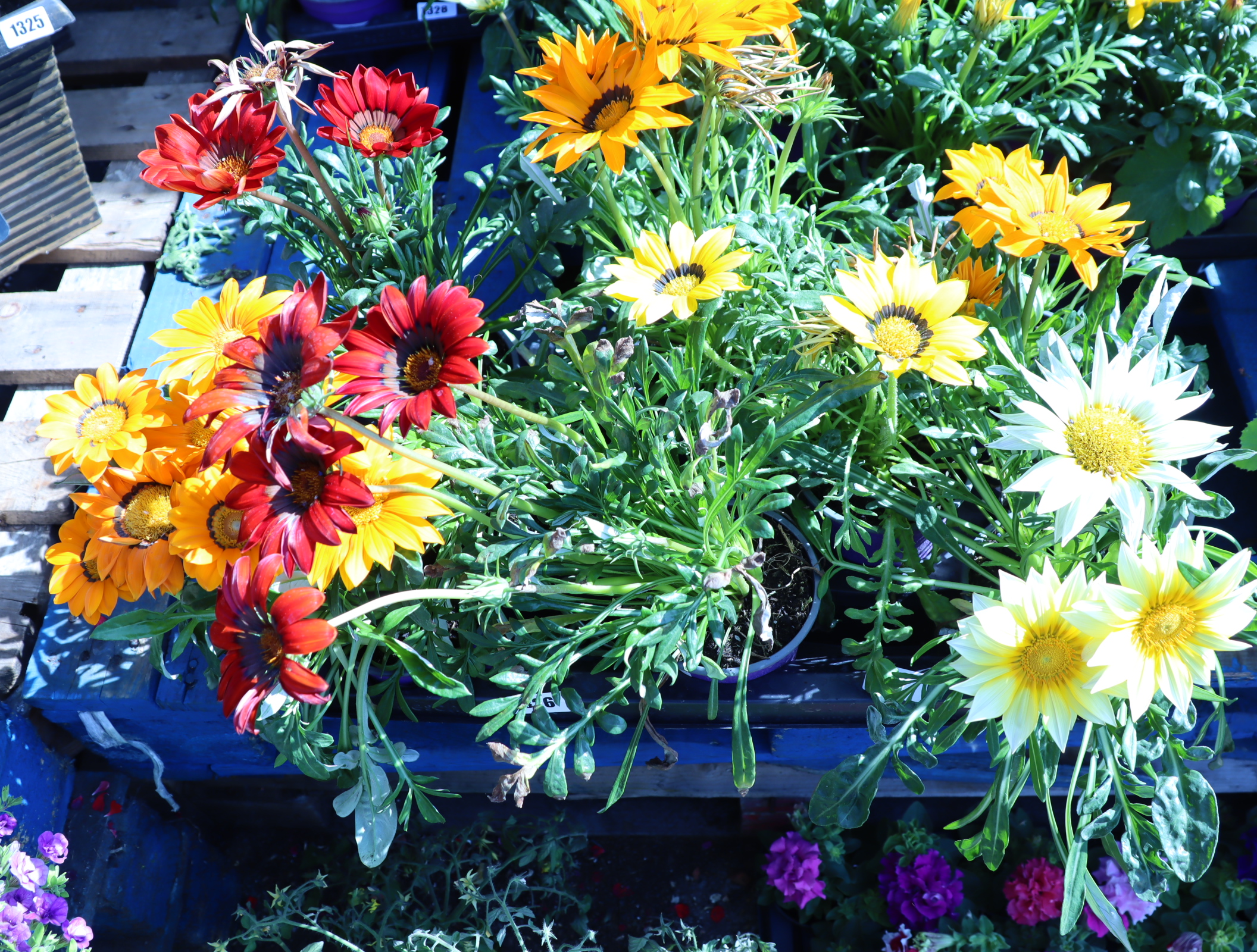 Large tray of large daisies