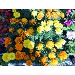 4 trays of African marigolds