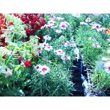 4 trays of dianthus