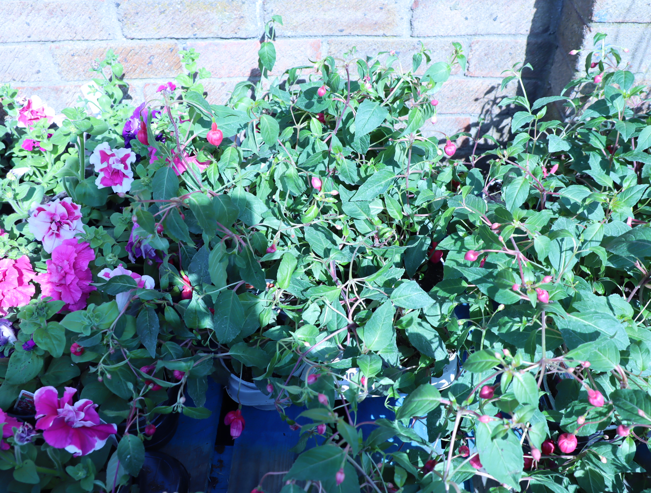 Tray of fuchsias