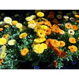 Tray of marigolds