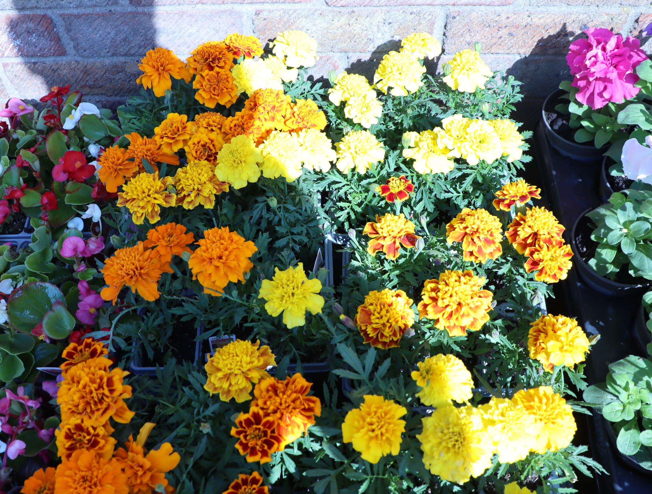 4 trays of African marigolds