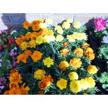 4 trays of African marigolds