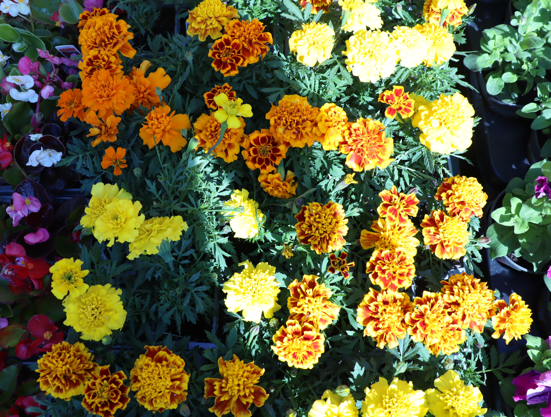 4 trays of African marigolds