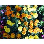 4 trays of African marigolds