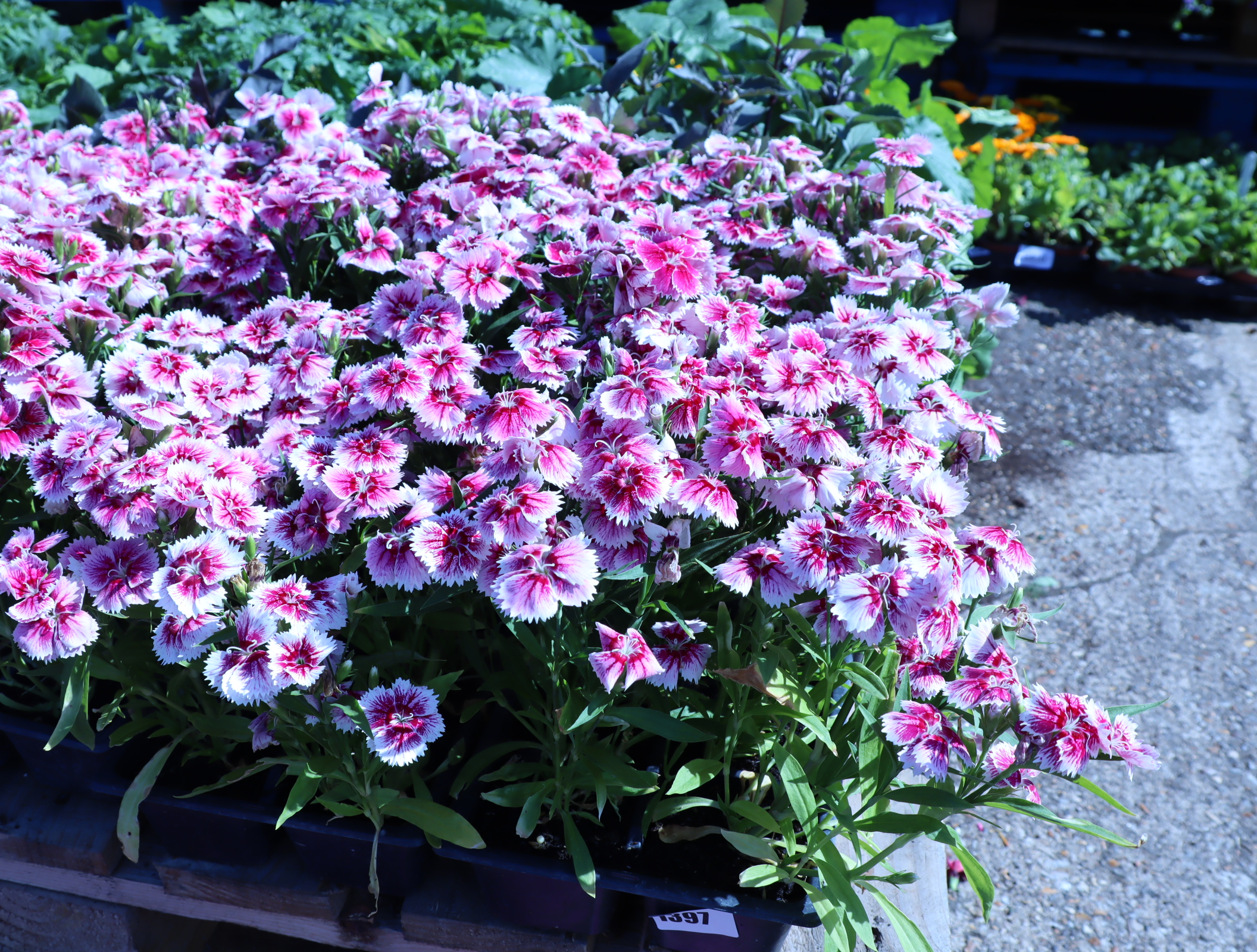 4x small trays of Dianthus