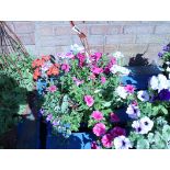 Hanging basket of mixed flowers