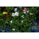 Hanging basket of assorted petunias and fuchsias