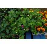 Hanging basket of fuchsias