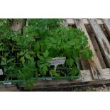 Small tray of gardeners delight tomato plants