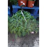 Hanging basket containing hot chili pepper plant