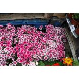 4 small trays of hardy dianthus