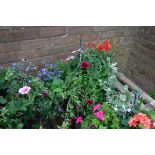 Hanging basket of assorted peonies and others