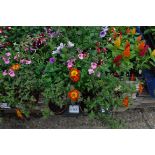 Tray of various container plants