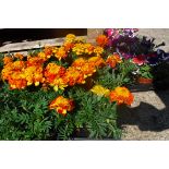 4 small trays of French marigolds