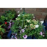 Hanging basket of assorted petunias and fuchsias