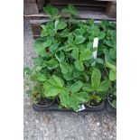 Tray of Cambridge Favourite strawberry plants