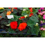 2 small trays of non stop begonias