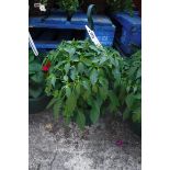 Hanging basket containing hot chili pepper plant