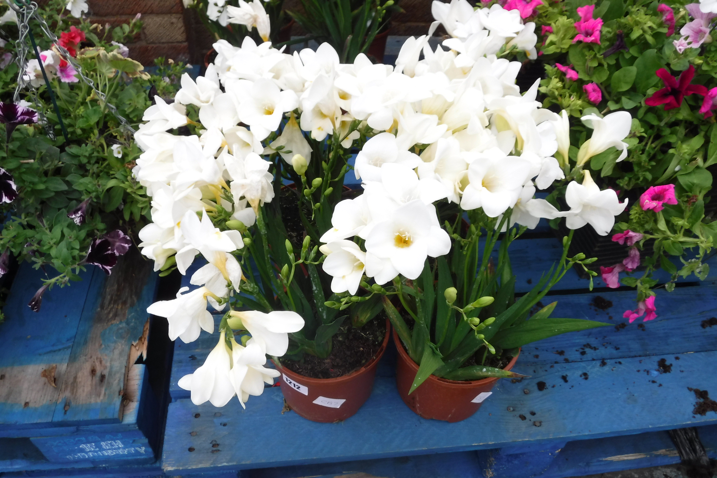 4 white irises