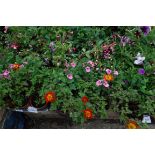 Tray of various container plants