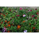 Tray of various container plants