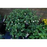 Hanging basket of fuchsias