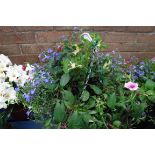 Hanging basket of assorted peonies and others