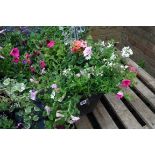 Hanging basket of assorted peonies and others