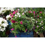 Hanging basket of assorted peonies and others