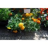 4 small trays of French marigolds